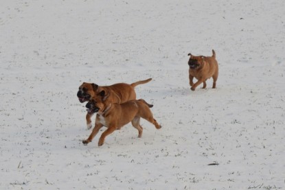 Continental Bulldogs Seeblickbulls Bilderalbum - Bilder vom Winter 2013