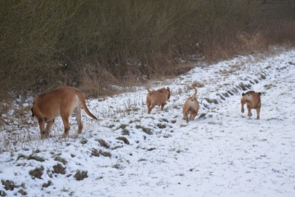 Continental Bulldogs Seeblickbulls Bilderalbum - Bilder vom Winter 2013