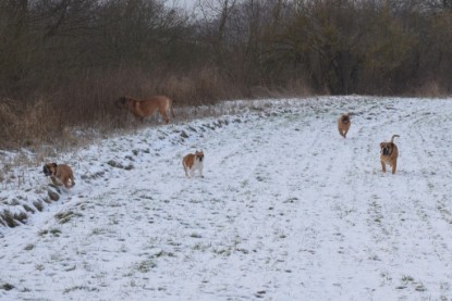 Continental Bulldogs Seeblickbulls Bilderalbum - Bilder vom Winter 2013