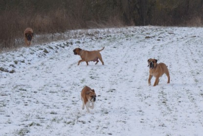 Continental Bulldogs Seeblickbulls Bilderalbum - Bilder vom Winter 2013