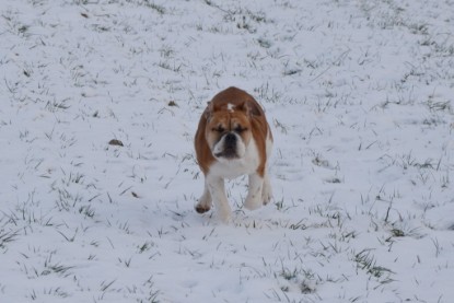 Continental Bulldogs Seeblickbulls Bilderalbum - Bilder vom Winter 2013