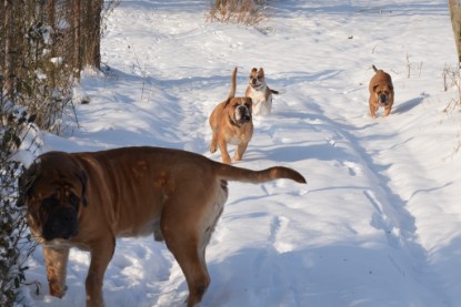 Continental Bulldogs Seeblickbulls Bilderalbum - Bilder vom Winter 2013