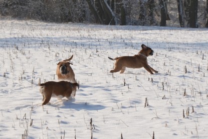 Continental Bulldogs Seeblickbulls Bilderalbum - Bilder vom Winter 2013