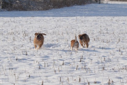 Continental Bulldogs Seeblickbulls Bilderalbum - Bilder vom Winter 2013