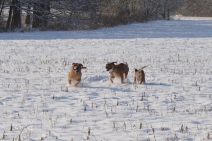 Continental Bulldogs Seeblickbulls Bilderalbum - Bilder vom Winter 2013