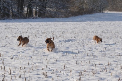 Continental Bulldogs Seeblickbulls Bilderalbum - Bilder vom Winter 2013