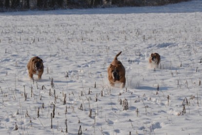 Continental Bulldogs Seeblickbulls Bilderalbum - Bilder vom Winter 2013