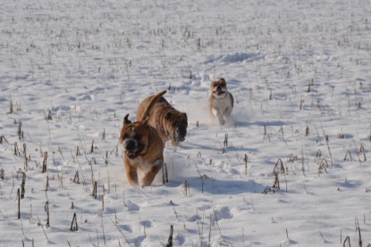 Continental Bulldogs Seeblickbulls Bilderalbum - Bilder vom Winter 2013