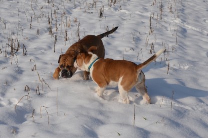 Continental Bulldogs Seeblickbulls Bilderalbum - Bilder vom Winter 2013