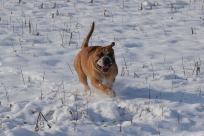 Continental Bulldogs Seeblickbulls Bilderalbum - Bilder vom Winter 2013