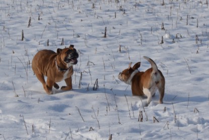 Continental Bulldogs Seeblickbulls Bilderalbum - Bilder vom Winter 2013