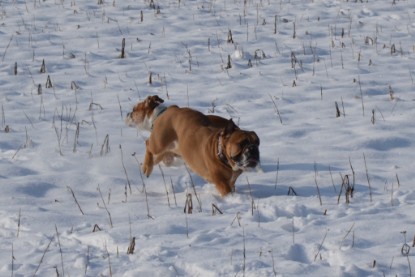 Continental Bulldogs Seeblickbulls Bilderalbum - Bilder vom Winter 2013