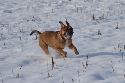 Continental Bulldogs Seeblickbulls Bilderalbum - Bilder vom Winter 2013