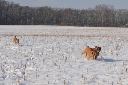 Continental Bulldogs Seeblickbulls Bilderalbum - Bilder vom Winter 2013