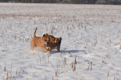 Continental Bulldogs Seeblickbulls Bilderalbum - Bilder vom Winter 2013