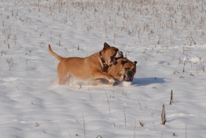 Continental Bulldogs Seeblickbulls Bilderalbum - Bilder vom Winter 2013