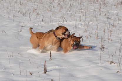 Continental Bulldogs Seeblickbulls Bilderalbum - Bilder vom Winter 2013