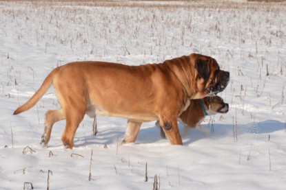 Continental Bulldogs Seeblickbulls Bilderalbum - Bilder vom Winter 2013