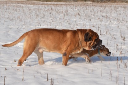 Continental Bulldogs Seeblickbulls Bilderalbum - Bilder vom Winter 2013