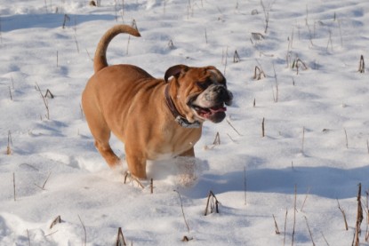 Continental Bulldogs Seeblickbulls Bilderalbum - Bilder vom Winter 2013