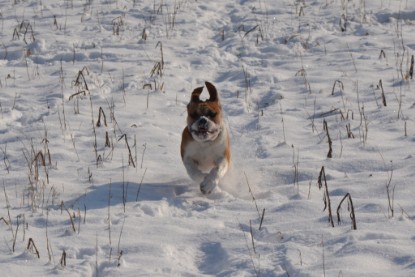 Continental Bulldogs Seeblickbulls Bilderalbum - Bilder vom Winter 2013