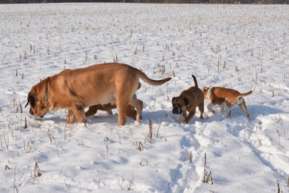 Continental Bulldogs Seeblickbulls Bilderalbum - Bilder vom Winter 2013