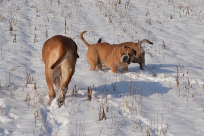 Continental Bulldogs Seeblickbulls Bilderalbum - Bilder vom Winter 2013