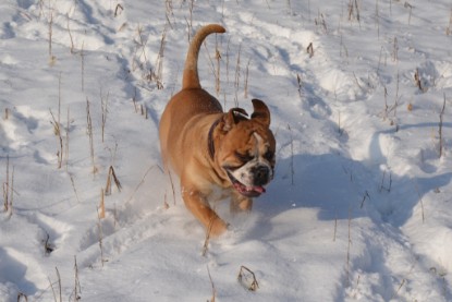 Continental Bulldogs Seeblickbulls Bilderalbum - Bilder vom Winter 2013