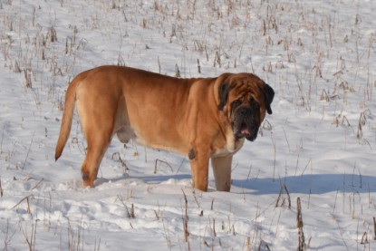 Continental Bulldogs Seeblickbulls Bilderalbum - Bilder vom Winter 2013