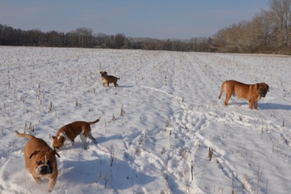 Continental Bulldogs Seeblickbulls Bilderalbum - Bilder vom Winter 2013