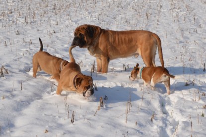 Continental Bulldogs Seeblickbulls Bilderalbum - Bilder vom Winter 2013