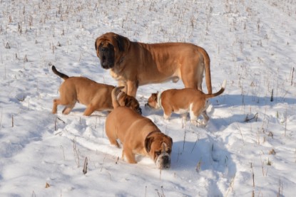 Continental Bulldogs Seeblickbulls Bilderalbum - Bilder vom Winter 2013