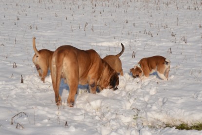 Continental Bulldogs Seeblickbulls Bilderalbum - Bilder vom Winter 2013