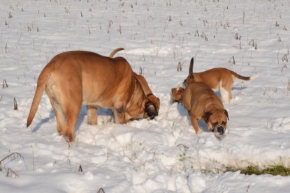 Continental Bulldogs Seeblickbulls Bilderalbum - Bilder vom Winter 2013