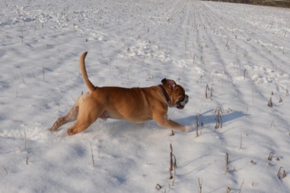 Continental Bulldogs Seeblickbulls Bilderalbum - Bilder vom Winter 2013