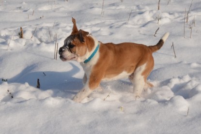 Continental Bulldogs Seeblickbulls Bilderalbum - Bilder vom Winter 2013