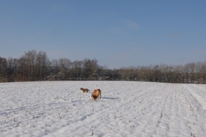 Continental Bulldogs Seeblickbulls Bilderalbum - Bilder vom Winter 2013