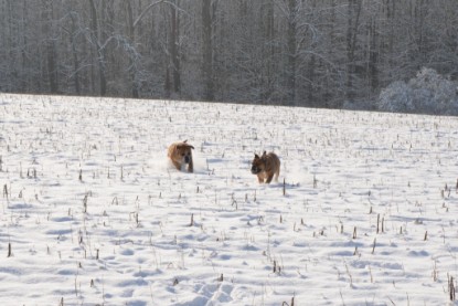 Continental Bulldogs Seeblickbulls Bilderalbum - Bilder vom Winter 2013