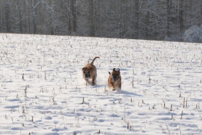 Continental Bulldogs Seeblickbulls Bilderalbum - Bilder vom Winter 2013