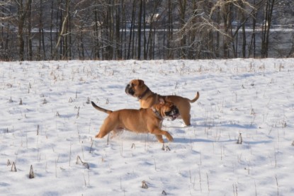 Continental Bulldogs Seeblickbulls Bilderalbum - Bilder vom Winter 2013