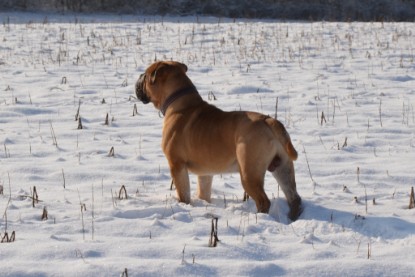 Continental Bulldogs Seeblickbulls Bilderalbum - Bilder vom Winter 2013