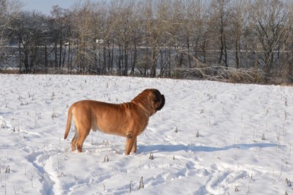 Continental Bulldogs Seeblickbulls Bilderalbum - Bilder vom Winter 2013