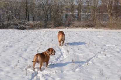 Continental Bulldogs Seeblickbulls Bilderalbum - Bilder vom Winter 2013