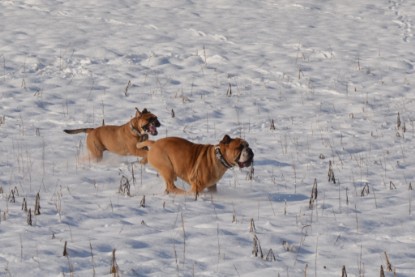 Continental Bulldogs Seeblickbulls Bilderalbum - Bilder vom Winter 2013