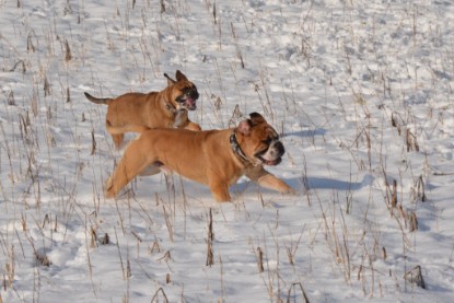 Continental Bulldogs Seeblickbulls Bilderalbum - Bilder vom Winter 2013