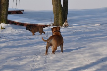 Continental Bulldogs Seeblickbulls Bilderalbum - Bilder vom Winter 2013