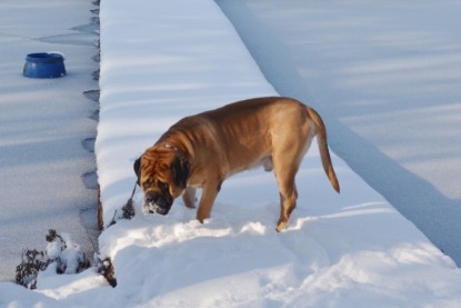 Continental Bulldogs Seeblickbulls Bilderalbum - Bilder vom Winter 2013