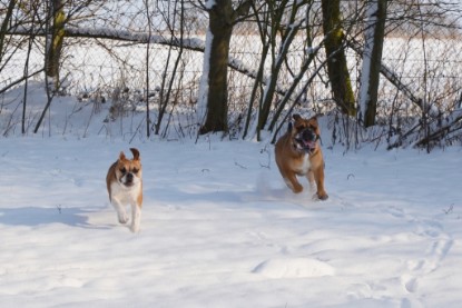 Continental Bulldogs Seeblickbulls Bilderalbum - Bilder vom Winter 2013