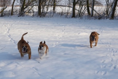 Continental Bulldogs Seeblickbulls Bilderalbum - Bilder vom Winter 2013