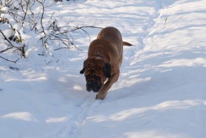 Continental Bulldogs Seeblickbulls Bilderalbum - Bilder vom Winter 2013